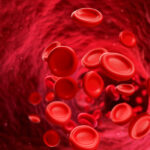 Blutkreislauf verstehen: Aufbau, Funktionen, Tipps