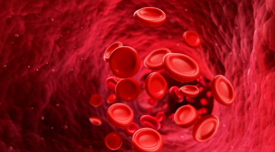 Blutkreislauf verstehen: Aufbau, Funktionen, Tipps