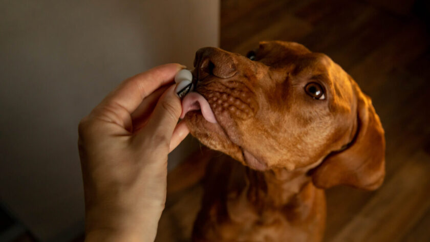 Braucht dein Hund Nahrungsergänzungsmittel?