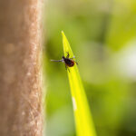 Von gefährlichen Krankheitsüberträgern zu Hoffnungsträgern in der Therapie – warum Zecken plötzlich die Aufmerksamkeit der medizinischen Forschung gewinnen.