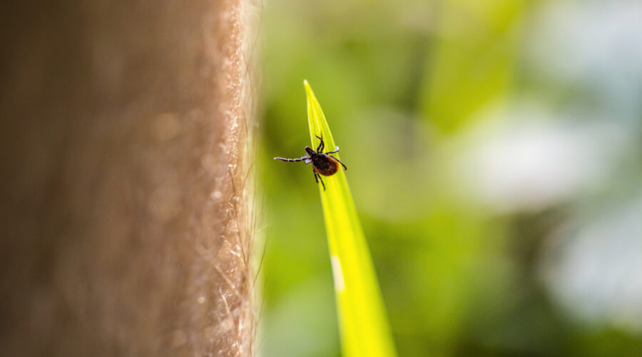 Von gefährlichen Krankheitsüberträgern zu Hoffnungsträgern in der Therapie – warum Zecken plötzlich die Aufmerksamkeit der medizinischen Forschung gewinnen.