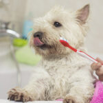 Was tun, wenn der Hund nicht Zähneputzen will?