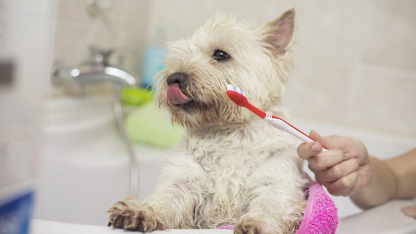 Was tun, wenn der Hund nicht Zähneputzen will?