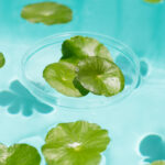 Gotu Kola oder Centella Asiatica