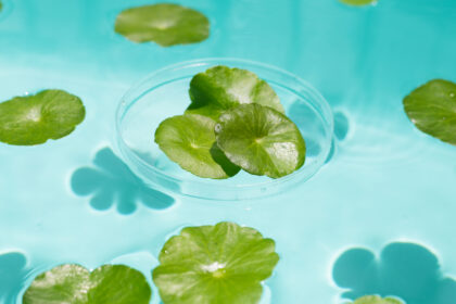 Gotu Kola oder Centella Asiatica