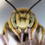 Bienengift: Die versteckten Gesundheitsvorteile hinter dem Stachel