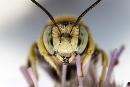 Bienengift: Die versteckten Gesundheitsvorteile hinter dem Stachel