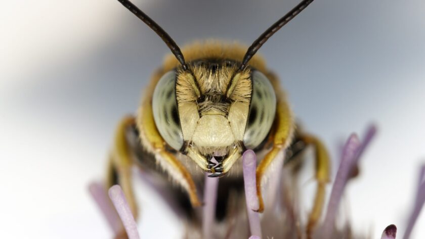 Bienengift: Die versteckten Gesundheitsvorteile hinter dem Stachel
