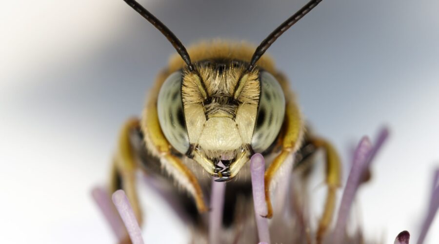 Bienengift: Die versteckten Gesundheitsvorteile hinter dem Stachel