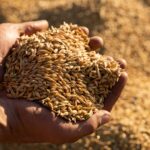 Magnesium: Diese Lebensmittel enthalten besonders viel