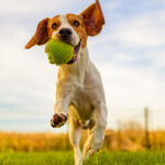 Gelenkgesundheit der Hunde