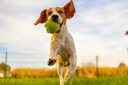 Gelenkgesundheit der Hunde