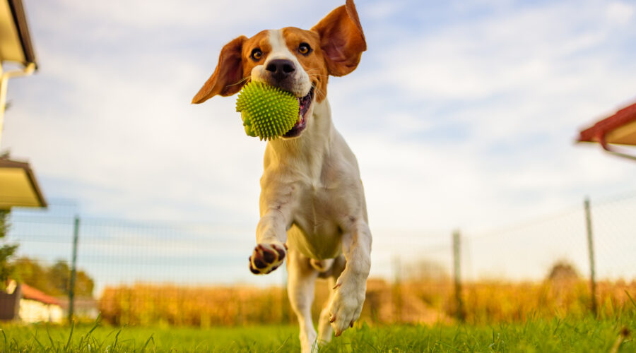 Gelenkgesundheit der Hunde