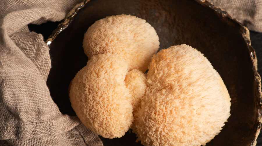 Lions Mane Pilz