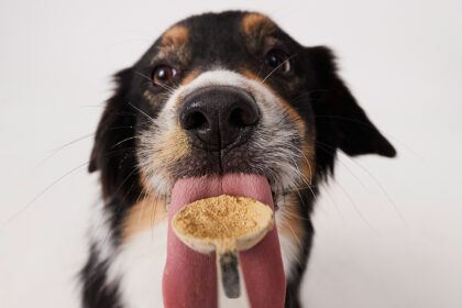 Probiotika für Hunde