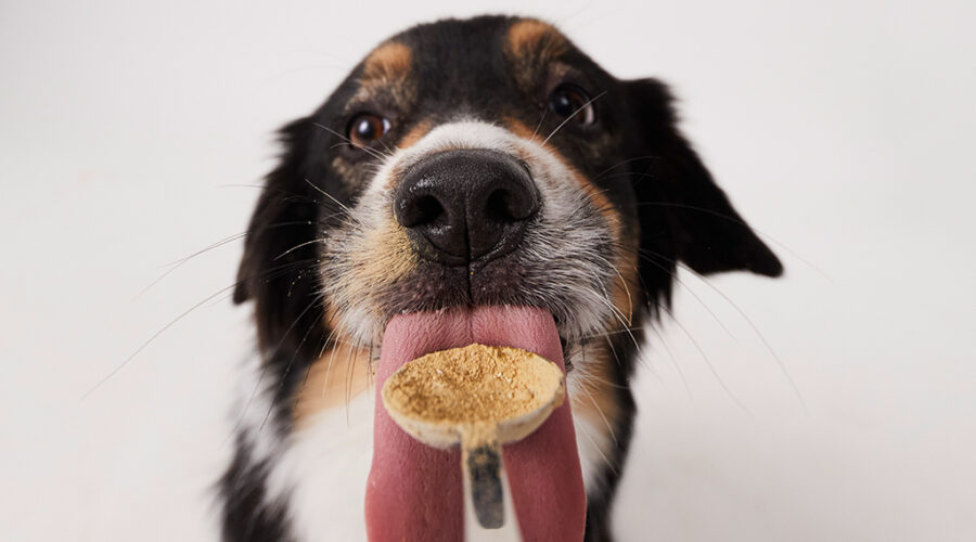 Probiotika für Hunde