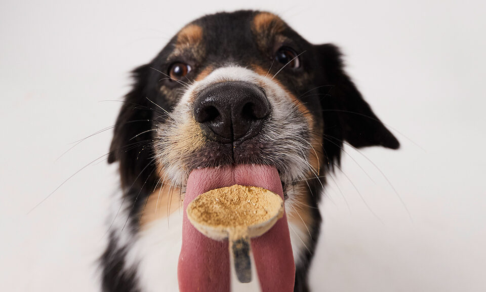 Probiotika für Hunde